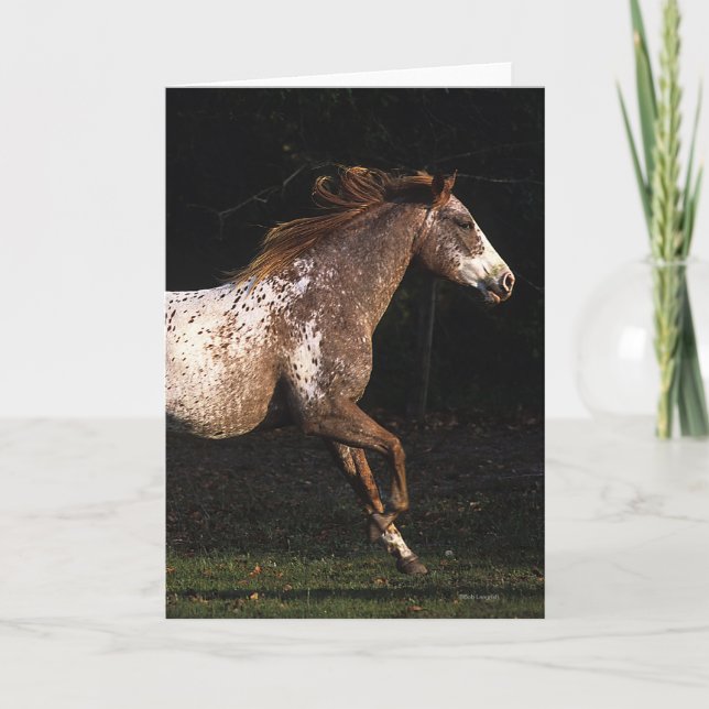 Appaloosa Horse Running 4 Kort (Framsida)