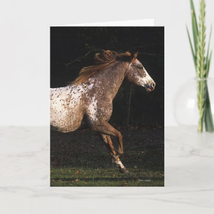 Appaloosa Horse Running 4 Kort