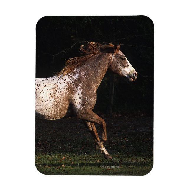 Appaloosa Horse Running 4 Magnet (Vertikal)