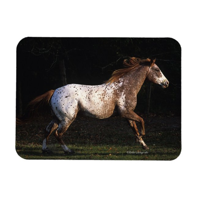Appaloosa Horse Running 4 Magnet (Horisontell)