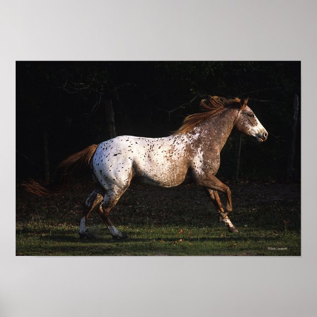 Appaloosa Horse Running 4 Poster (Framsidan)