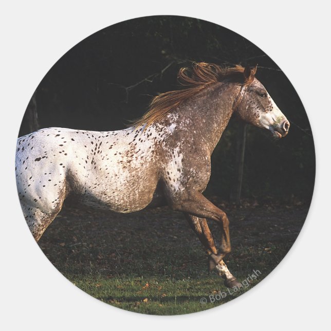 Appaloosa Horse Running 4 Runt Klistermärke (Framsida)