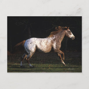 Appaloosa Horse Running 4 Vykort