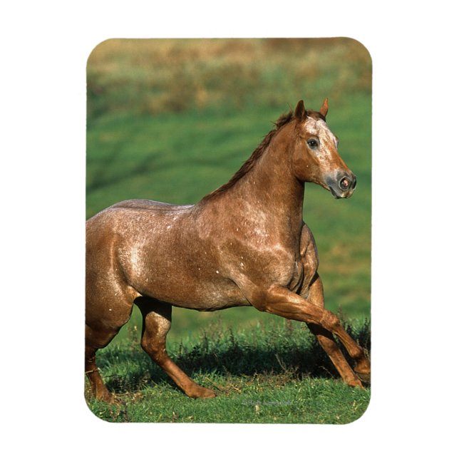 Appaloosa Horse Running i Grassy Fält Magnet (Vertikal)