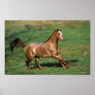 Appaloosa Horse Running i Grassy Fält Poster