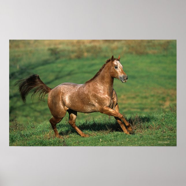 Appaloosa Horse Running i Grassy Fält Poster (Framsidan)