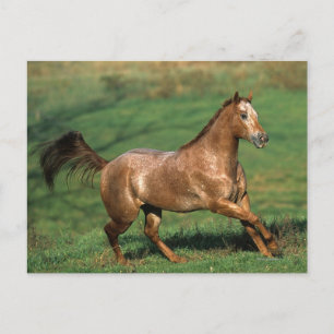 Appaloosa Horse Running i Grassy Fält Vykort