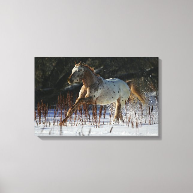 Appaloosa Horse Running i Snö Canvastryck (Framsida)