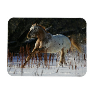 Appaloosa Horse Running i Snö Magnet