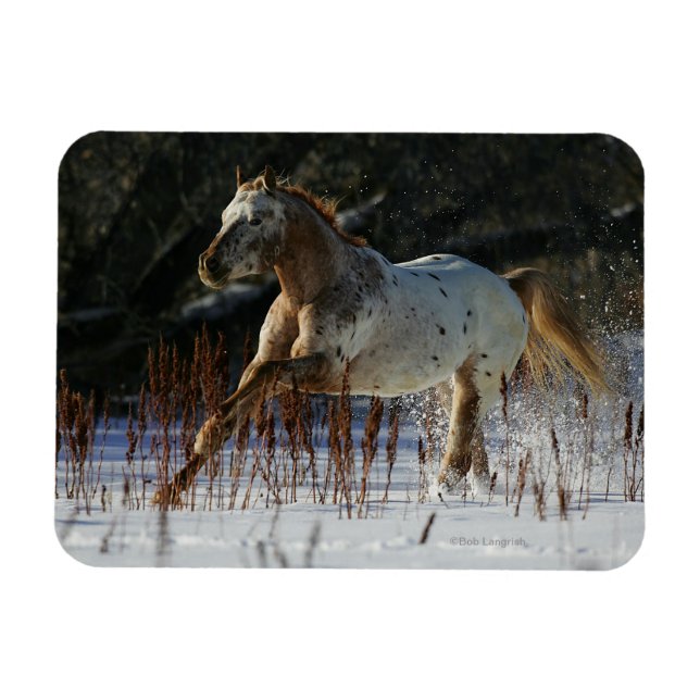 Appaloosa Horse Running i Snö Magnet (Horisontell)