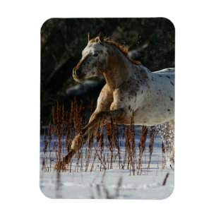 Appaloosa Horse Running i Snö Magnet