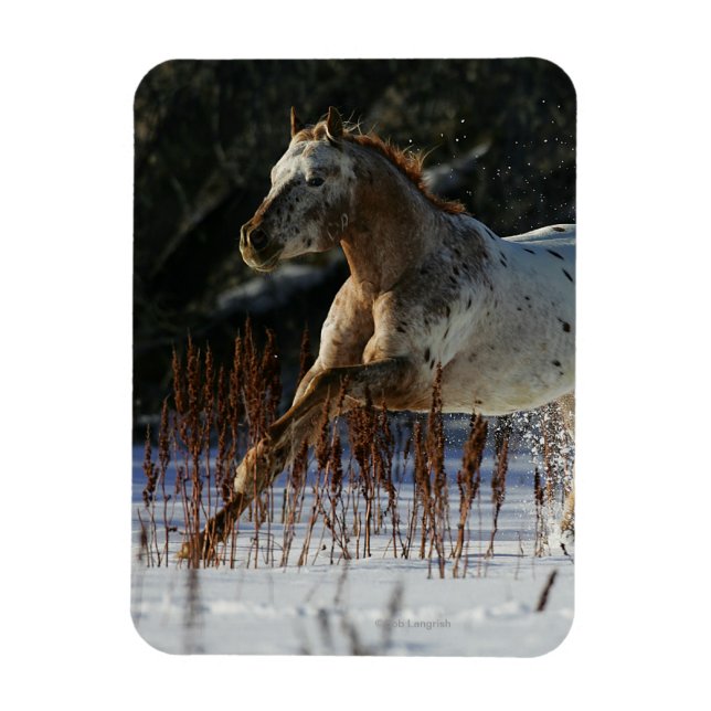 Appaloosa Horse Running i Snö Magnet (Vertikal)