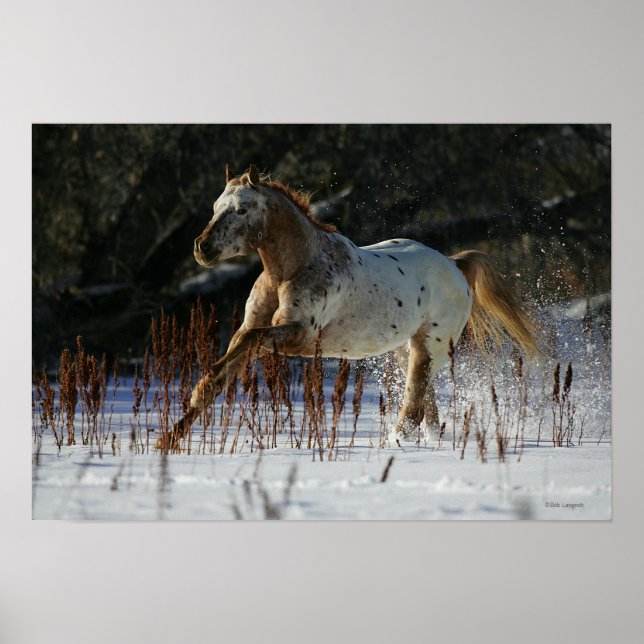 Appaloosa Horse Running i Snö Poster (Framsidan)