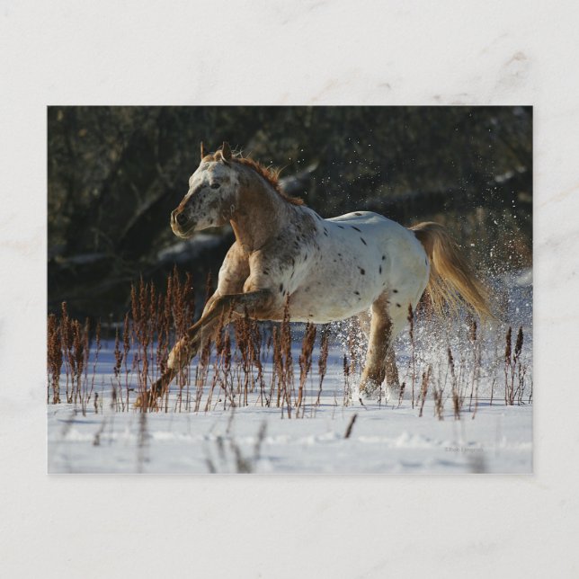 Appaloosa Horse Running i Snö Vykort (Framsida)