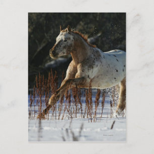 Appaloosa Horse Running i Snö Vykort