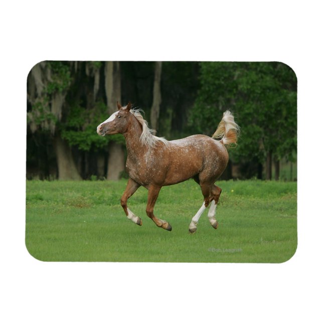 Appaloosa Horse Running Magnet (Horisontell)