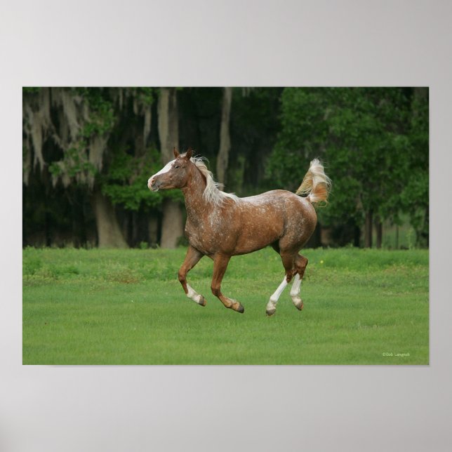 Appaloosa Horse Running Poster (Framsidan)