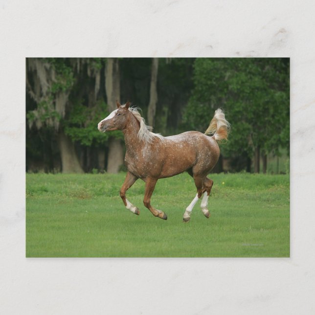 Appaloosa Horse Running Vykort (Framsida)