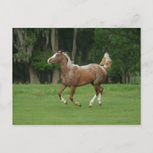 Appaloosa Horse Running Vykort