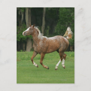 Appaloosa Horse Running Vykort