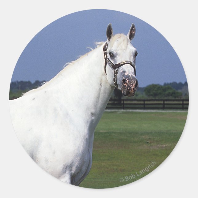 Appaloosa Horse Runt Klistermärke (Framsida)