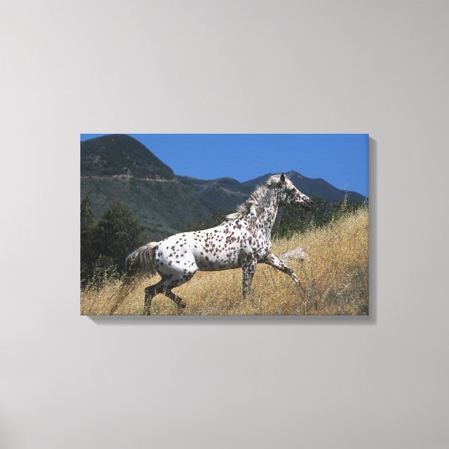 Appaloosa Horse Runup-Mountain Canvastryck (Framsida)