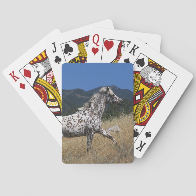 Appaloosa Horse Runup Mountain Kortlek (Baksidan)