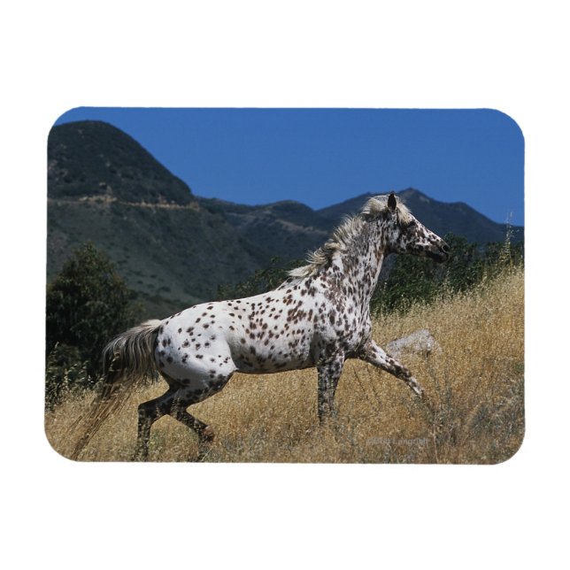 Appaloosa Horse Runup-Mountain Magnet (Horisontell)
