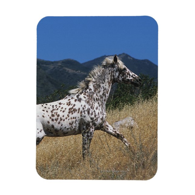 Appaloosa Horse Runup-Mountain Magnet (Vertikal)