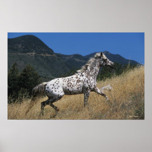Appaloosa Horse Runup-Mountain Poster