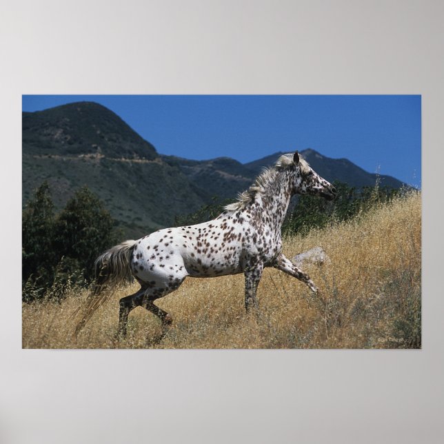 Appaloosa Horse Runup-Mountain Poster (Framsidan)