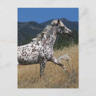 Appaloosa Horse Runup-Mountain Vykort