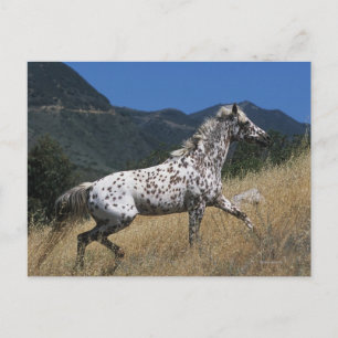 Appaloosa Horse Runup-Mountain Vykort