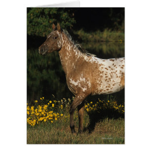 Appaloosa Horse ständiga av Sjö Hälsningskort
