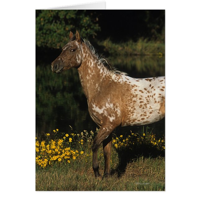 Appaloosa Horse ständiga av Sjö Hälsningskort (Framsidan)