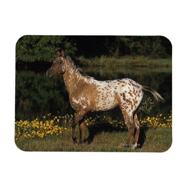 Appaloosa Horse ständiga av Sjö Magnet (Horisontell)