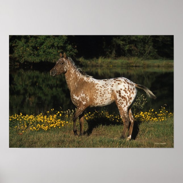 Appaloosa Horse ständiga av Sjö Poster (Framsidan)