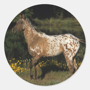 Appaloosa Horse ständiga av Sjö Runt Klistermärke