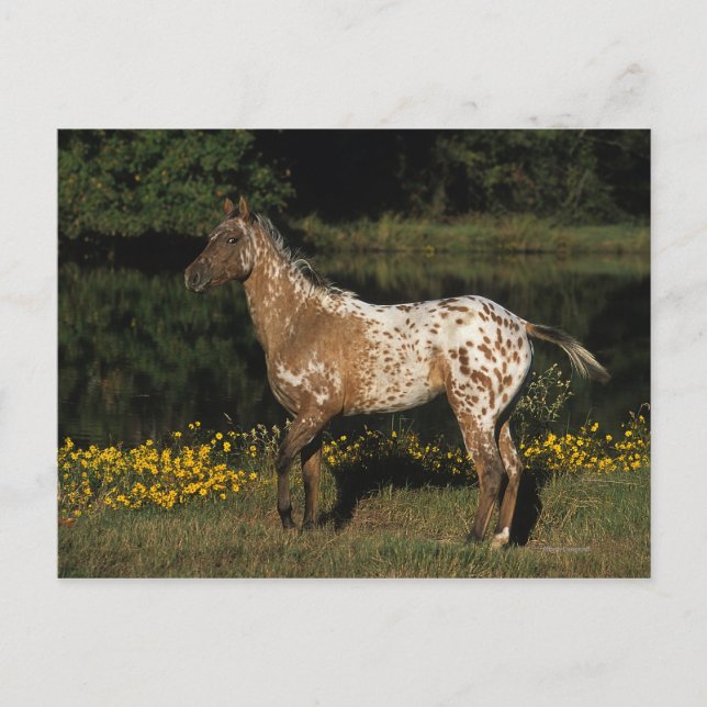 Appaloosa Horse ständiga av Sjö Vykort (Framsida)