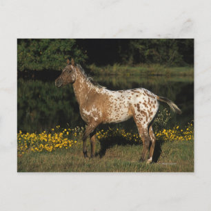 Appaloosa Horse ständiga av Sjö Vykort