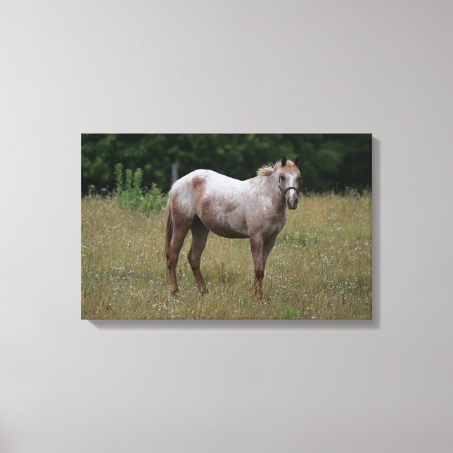 Appaloosa Horse ständiga i Grass Canvastryck (Framsida)