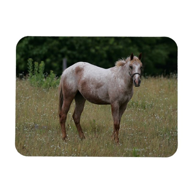 Appaloosa Horse ständiga i Grass Magnet (Horisontell)