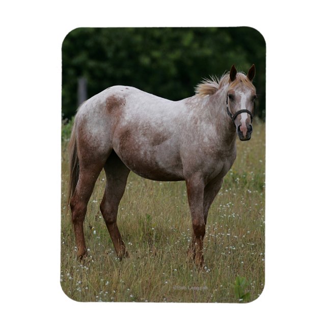 Appaloosa Horse ständiga i Grass Magnet (Vertikal)