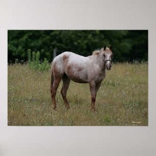 Appaloosa Horse ständiga i Grass Poster