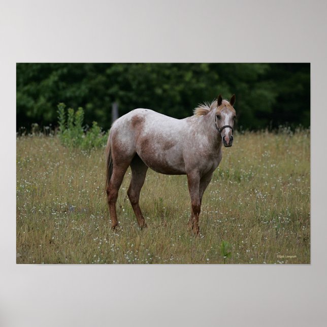 Appaloosa Horse ständiga i Grass Poster (Framsidan)