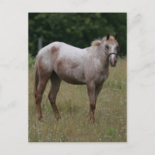 Appaloosa Horse ständiga i Grass Vykort