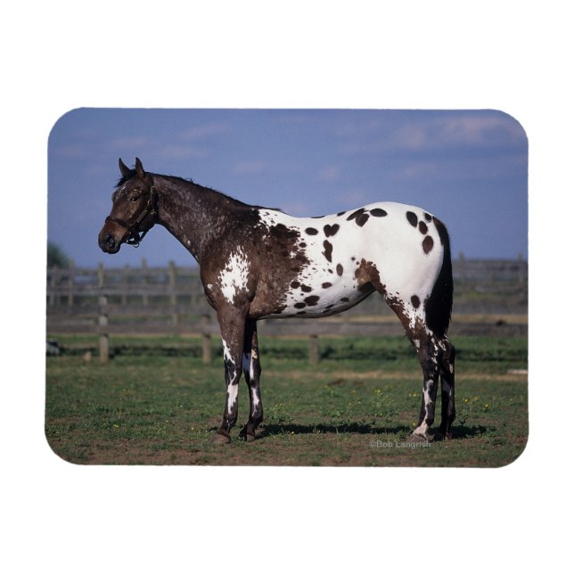 Appaloosa Horse Ständiga Magnet (Horisontell)