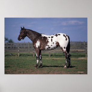 Appaloosa Horse Ständiga Poster