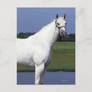 Appaloosa Horse Vykort