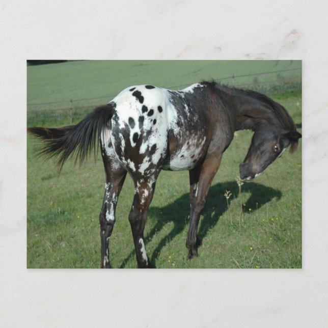 Appaloosa Horse Vykort (Framsida)